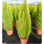 Λεμονοκυπάρισσο Gold Crest (Cupressus macrocarpa var. goldcrest)