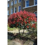 Φωτίνια (Photinia x fraseri 'Red Robin') Φωτίνια (Photinia x fraseri 'Red Robin') |kipogeorgiki.live