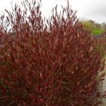 Purple Hop Bush (Dodonaea viscosa 'Purpurea') Purple Hop Bush (Dodonaea viscosa 'Purpurea')