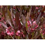 Purple Hop Bush (Dodonaea viscosa 'Purpurea') Purple Hop Bush (Dodonaea viscosa 'Purpurea')