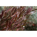 Purple Hop Bush (Dodonaea viscosa 'Purpurea') Purple Hop Bush (Dodonaea viscosa 'Purpurea')