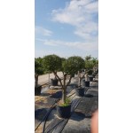 Ελιά Σχήμα Pom Pom 130lt (Olea europaea) Ελιά Σχήμα Pom Pom 130lt | kipogeorgiki.live