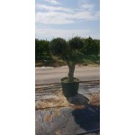 Ελιά Σχήμα Pom Pom 130lt (Olea europaea) Ελιά Σχήμα Pom Pom 130lt | kipogeorgiki.live