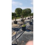 Ελιά Σχήμα Pom Pom 130lt (Olea europaea) Ελιά Σχήμα Pom Pom 130lt | kipogeorgiki.live
