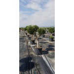 Ελιά Σχήμα Pom Pom 130lt (Olea europaea) Ελιά Σχήμα Pom Pom 130lt | kipogeorgiki.live