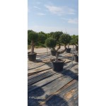 Ελιά Σχήμα Pom Pom 130lt (Olea europaea) Ελιά Σχήμα Pom Pom 130lt | kipogeorgiki.live