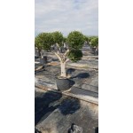 Ελιά Σχήμα Pom Pom 130lt (Olea europaea) Ελιά Σχήμα Pom Pom 130lt | kipogeorgiki.live