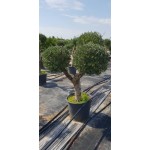 Ελιά Σχήμα Pom Pom 130lt (Olea europaea) Ελιά Σχήμα Pom Pom 130lt | kipogeorgiki.live