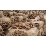 Sown Substrate of Pleurotus Mushrooms