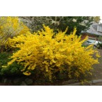 Φορσύθια (Forsythia x intermedia) Φορσύθια (Forsythia x intermedia) |kipogeorgiki.live