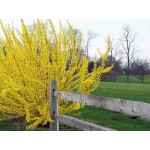 Φορσύθια (Forsythia x intermedia) Φορσύθια (Forsythia x intermedia) |kipogeorgiki.live