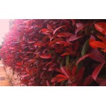 Φωτίνια (Photinia x fraseri 'Red Robin') Φωτίνια (Photinia x fraseri 'Red Robin') |kipogeorgiki.live