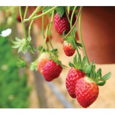 Φραουλιά (Fragaria sp.) |kipogeorgiki.live