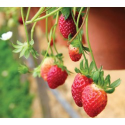 Φραουλιά (Fragaria sp.) |kipogeorgiki.live