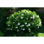 Γαρδένια Θάμνος (Gardenia jasminoides) Γαρδένια Θάμνος (Gardenia jasminoides)