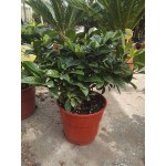 Γαρδένια Θάμνος (Gardenia jasminoides) Γαρδένια Θάμνος (Gardenia jasminoides)