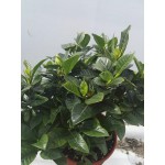 Γαρδένια Θάμνος (Gardenia jasminoides) Γαρδένια Θάμνος (Gardenia jasminoides)