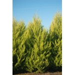 Λεμονοκυπάρισσο Gold Crest (Cupressus macrocarpa var. goldcrest)