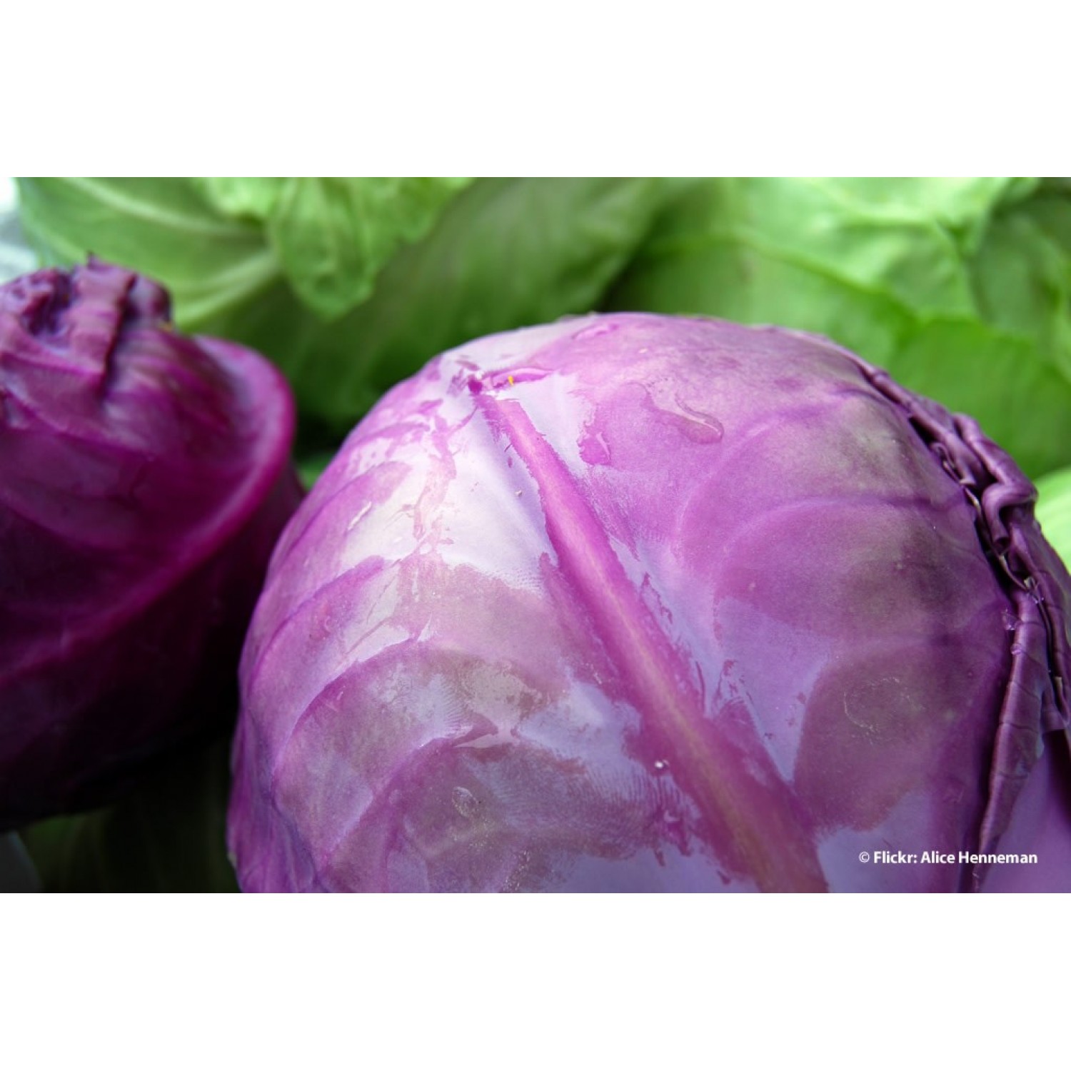 Bio Red Cabbage| kipogeorgiki.live