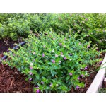 Κουφέα (Cuphea hyssopifolia) |kipogeorgiki.live