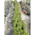 Λιγούστρα Θάμνος (Ligustrum Japonicum)
