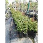 Λιγούστρα Θάμνος (Ligustrum Japonicum)
