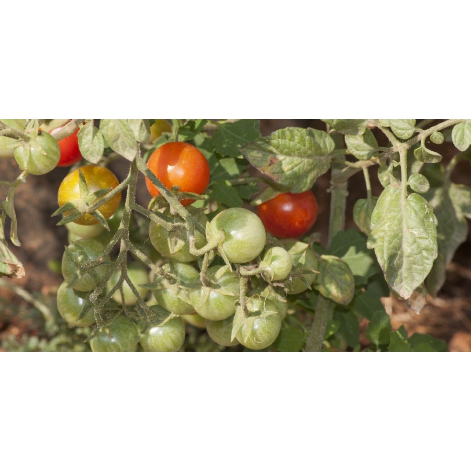 Tomato red cherry bio|kipogeorgiki.live
