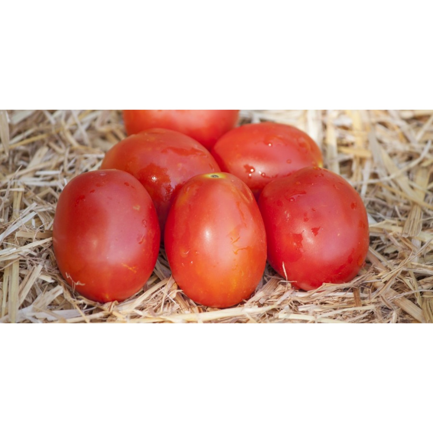 Tomato Milos bio|kipogeorgiki.live