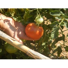 Tomato Pink Crete Bio - Organic Vegetables