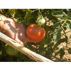 Ντομάτα Ροζέ Κρήτης Βιολογική