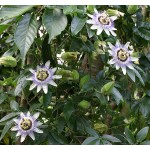 Passiflora incarnata seeds|kipogeorgiki.live Passiflora incarnata seeds|kipogeorgiki.live
