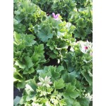 Pelargonium domesticum|kipogeorgiki.live
