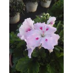 Pelargonium domesticum|kipogeorgiki.live