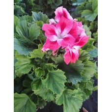 Πελαργόνιο (Pelargonium domesticum)|kipogeorgiki.live