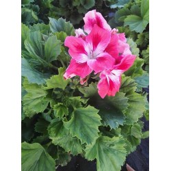 Πελαργόνιο (Pelargonium domesticum)|kipogeorgiki.live