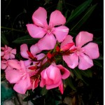 Nerium oleander|kipogeorgiki.live