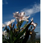 Nerium oleander|kipogeorgiki.live