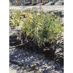 Nerium oleander|kipogeorgiki.live