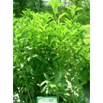 Βιβούρνο Λούσιντουμ (Viburnum tinus 'Lucidum') Θάμνος Λούσιντουμ Βιβούρνα (Viburnum tinus 'Lucidum') Θάμνοι