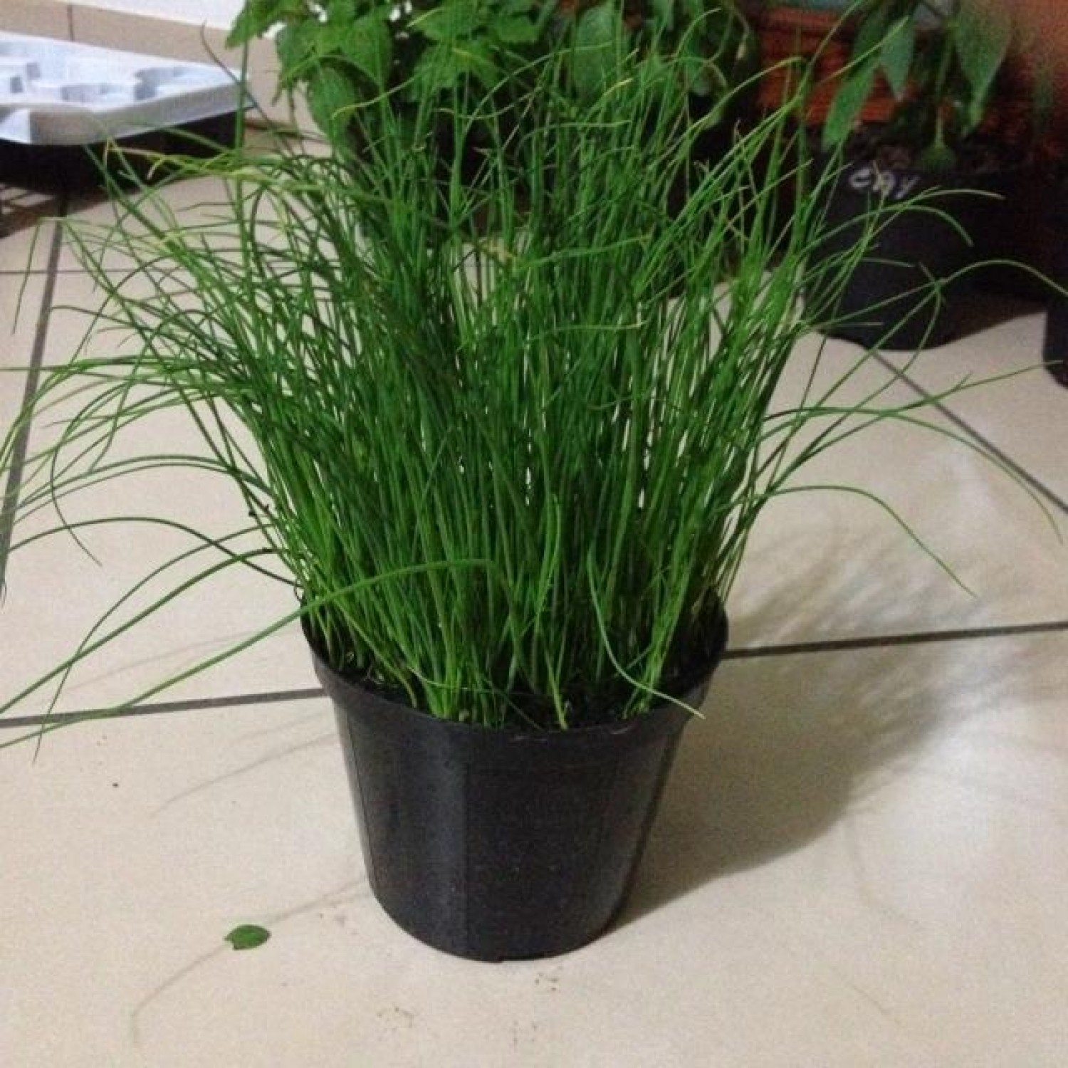 Σχοινόπρασο (Allium Schoenoprasum)|kipogeorgiki.live Σχοινόπρασο (Allium Schoenoprasum)|kipogeorgiki.live