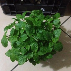 Μελισσόχορτο (Melissa officinalis)