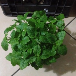 Μελισσόχορτο (Melissa officinalis)