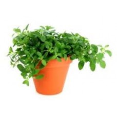 Μαντζουράνα (Origanum majorana)|kipogeorgiki.live