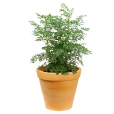 Ρούτα ή Απήγανος Φυτό Φαρμακευτικό (Ruta graveolens)