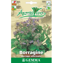 Βοϊδόγλωσσα - Μποράτζα Σπόροι (Borago officinalis)