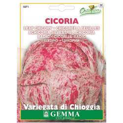 Cichorium Red - White | kipogeorgiki.live