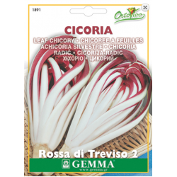 Cichorium Rossa di Treviso 2 | kipogeorgiki.live