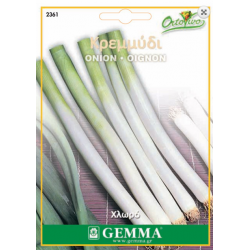 Onion White Lisbon | kipogeorgiki.live