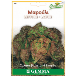 Lettuce Salad Violet | kipogeorgiki.live