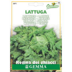 Lettuce Salad Summer | kipogeorgiki.live